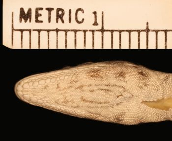 Media type: image;   Herpetology R-189885
